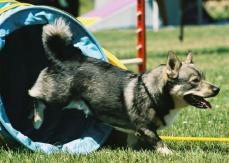 Westgotenspitz - V�stg�taspets